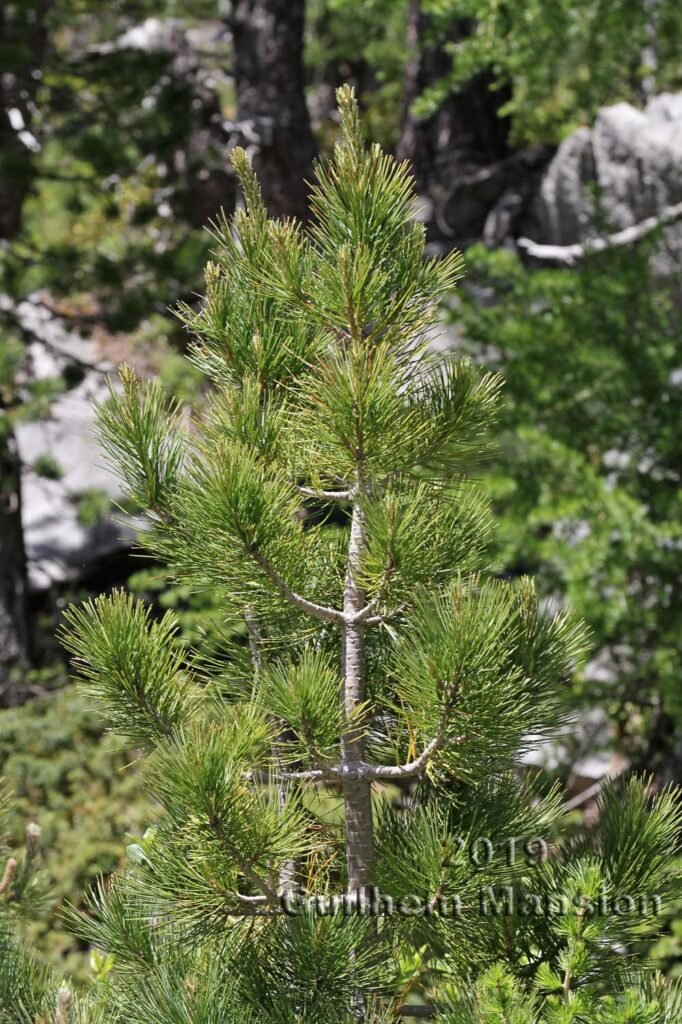 Pinus cembra vers Kandersteg (Suisse, Berne)