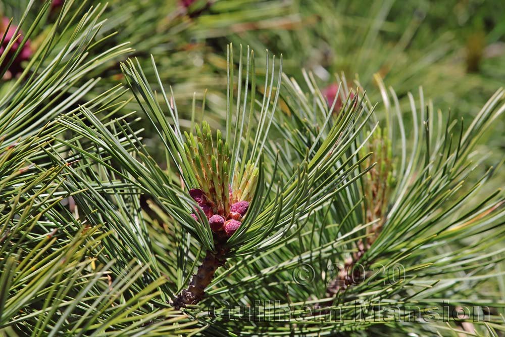 Pinus cembra au Flumserberg (Suisse, Saint-Gall)