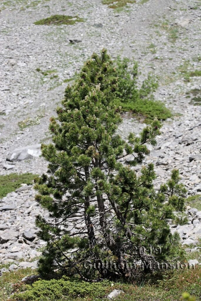 Pinus mugo vers Kandersteg (Suisse, Berne)