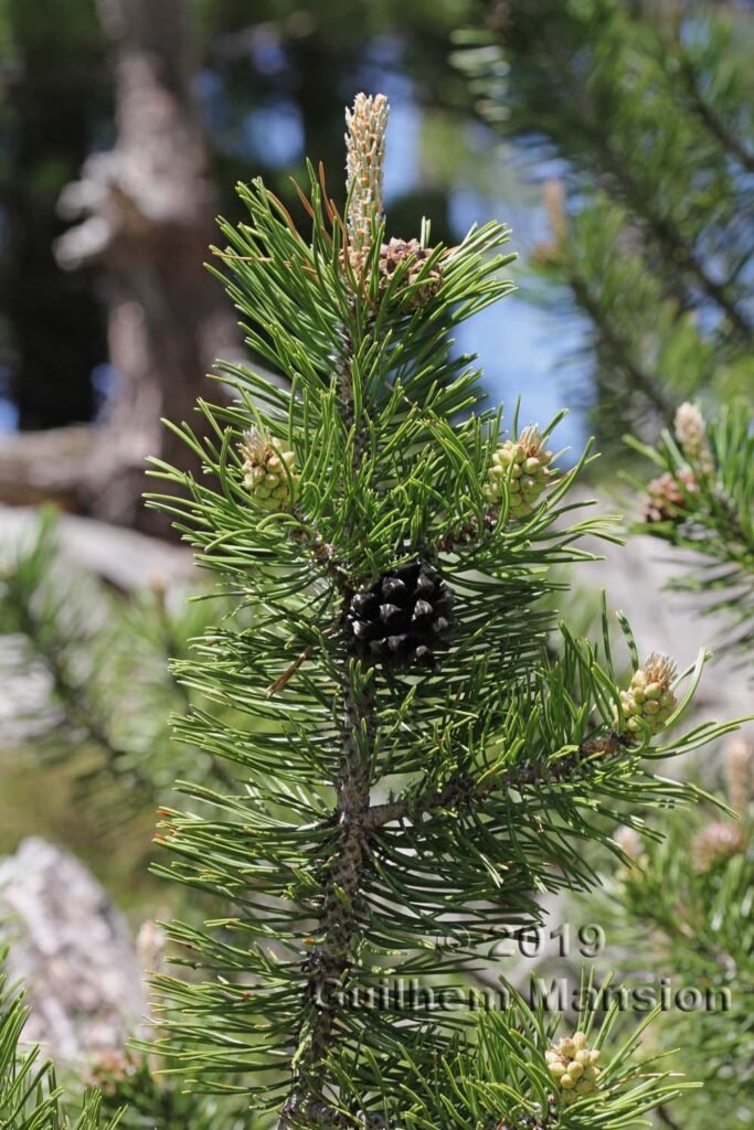 Pinus mugo vers Kandersteg (Suisse, Berne)