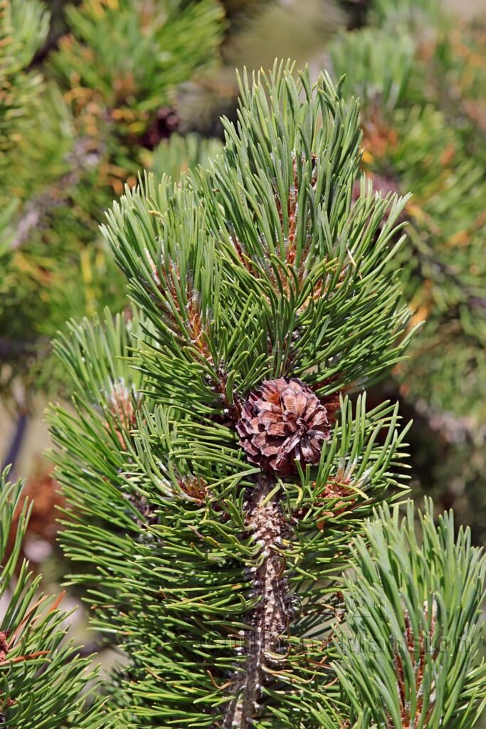 Pinus mugo au Val da Munt (Suisse, Grisons)