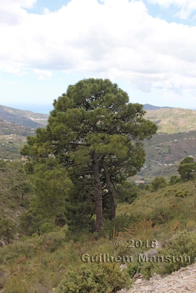 Pinus pinaster vers Torrox (Espagne, Andalousie)