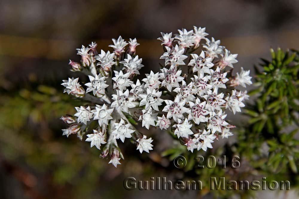 Plecostachys serpyllifolia dans la réserve de Kogelberg (Afrique du Sud)