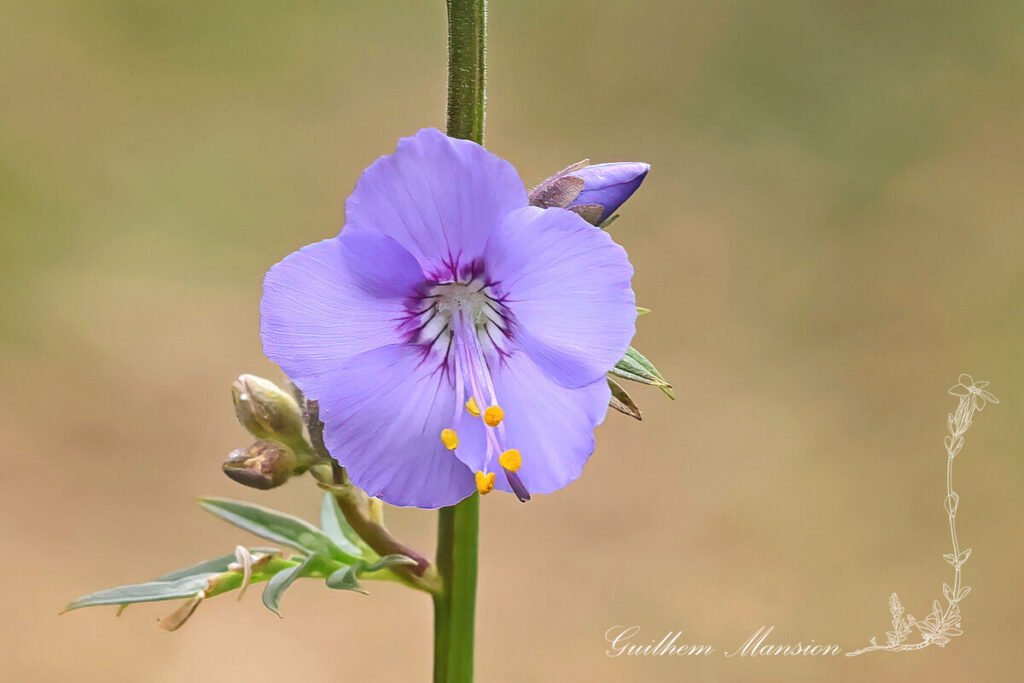 Polemonium caeruleum à Champex (Suisse, Valais)