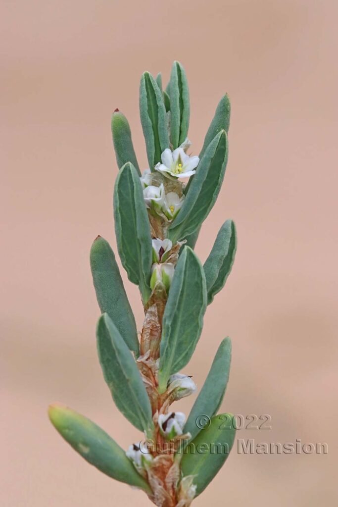 Polygonum maritimum dans la région de Bonifacio (France, Corse-du-Sud)