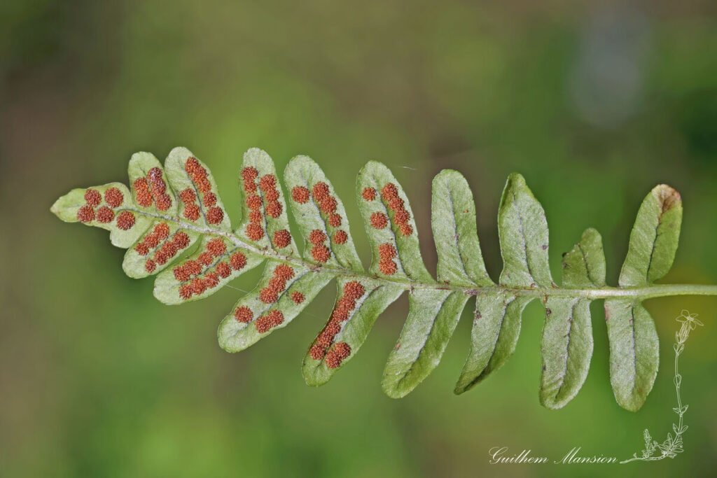 Polypodium vulgare au Gasterntal (Suisse, Berne)