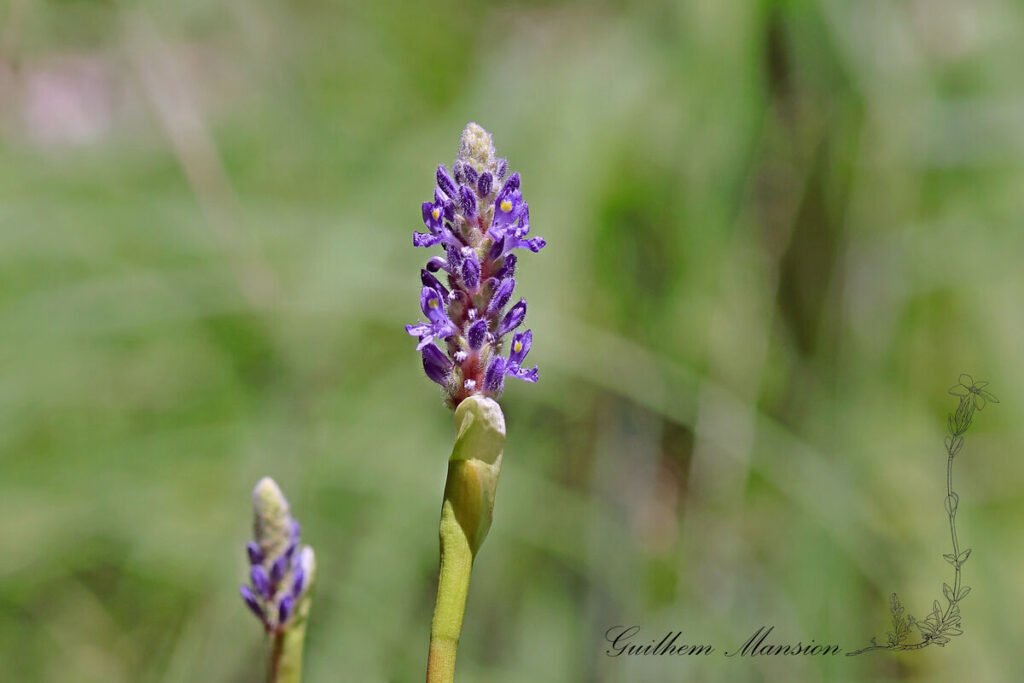 Pontederia cordata vers Aarburg (Suisse, Argovie)