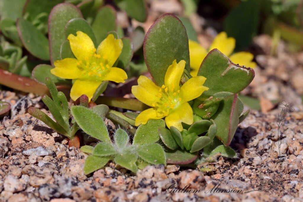 Portulaca oleracea