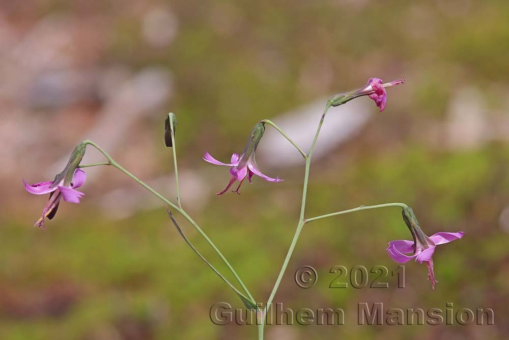 Prenanthes purpurea vers Olten (Suisse, Soleure)