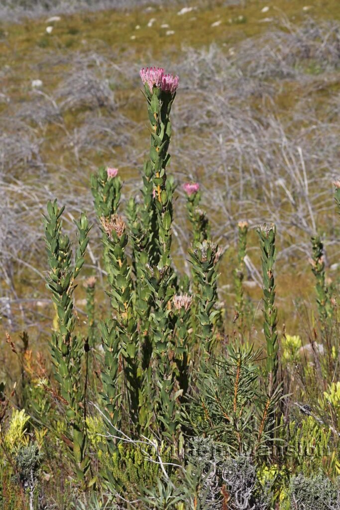 Protea compacta vers Kleinmond (Afrique du Sud)