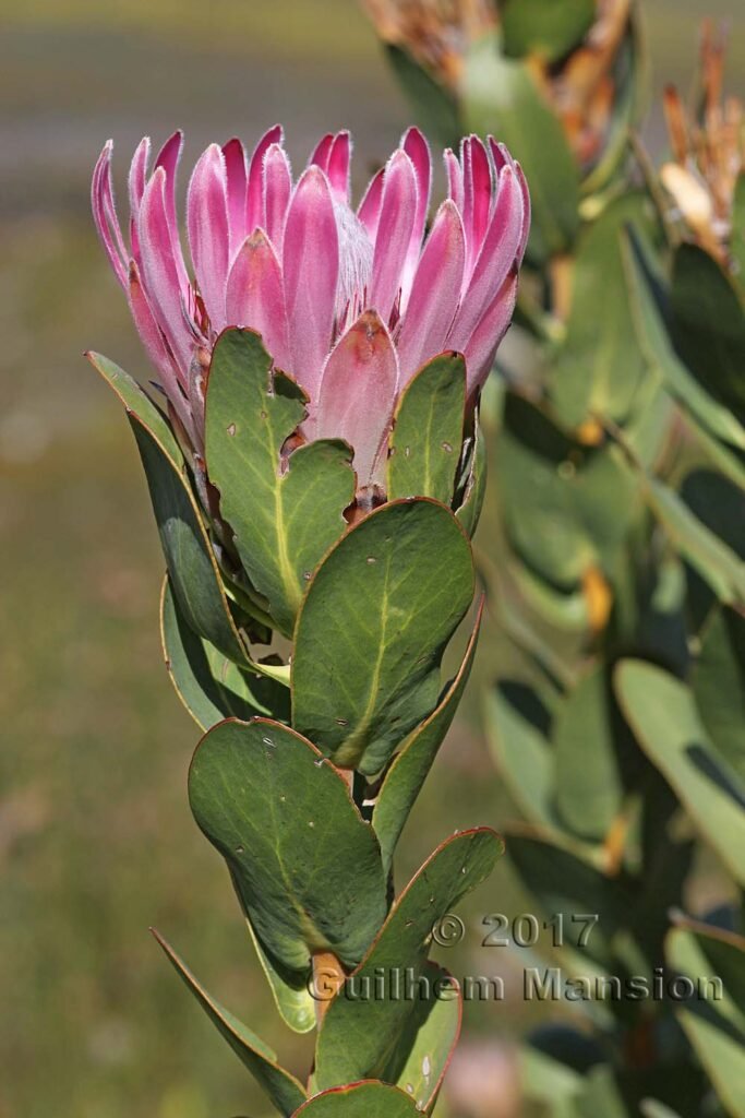 Protea compacta vers Kleinmond (Afrique du Sud)