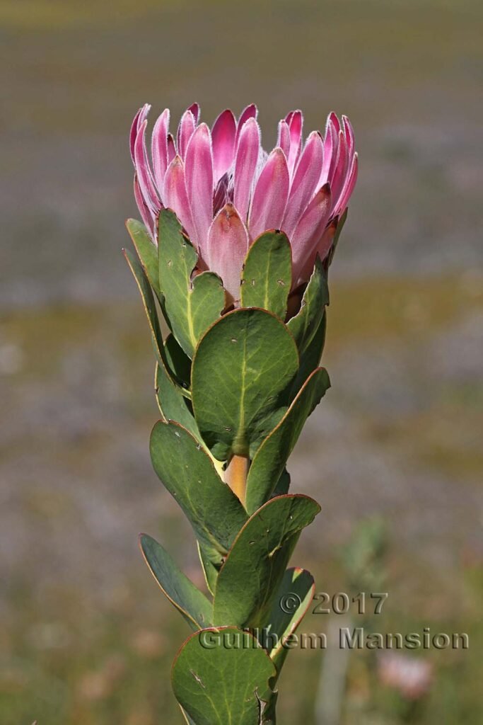 Protea compacta vers Kleinmond (Afrique du Sud)