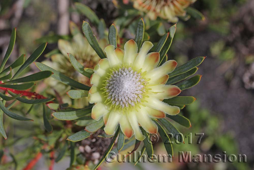 Protea scolymocephala vers Kleinmond (Afrique du Sud)