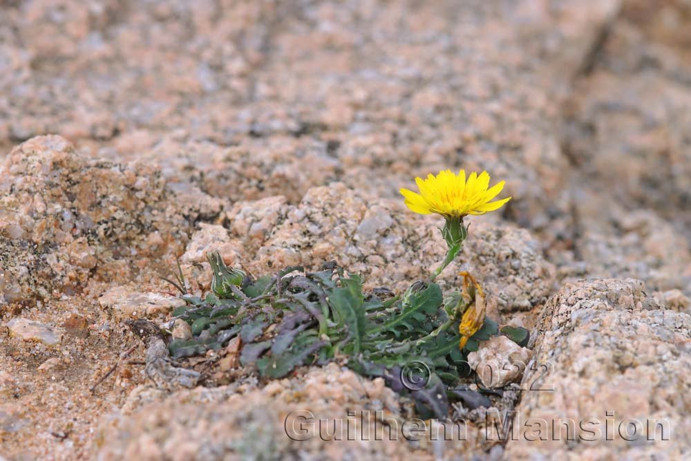 Reichardia picroides dans la région de Bonifacio (France, Corse-du-Sud)