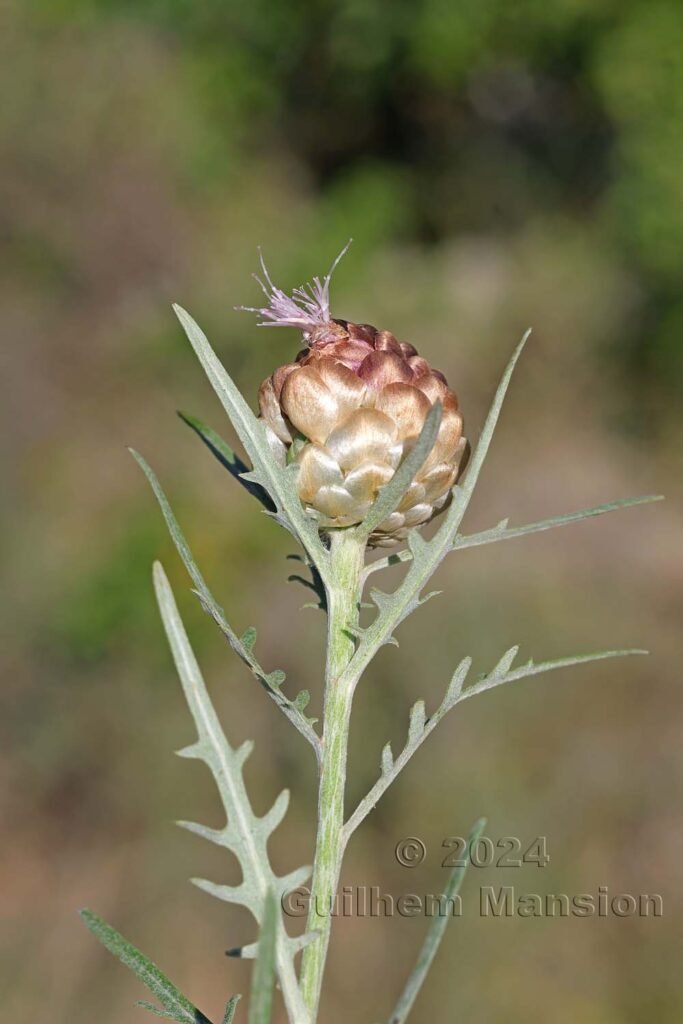 Rhaponticum coniferum vers Poulx (France, Gard)