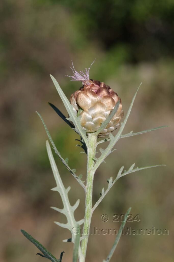 Rhaponticum coniferum vers Poulx (France, Gard)