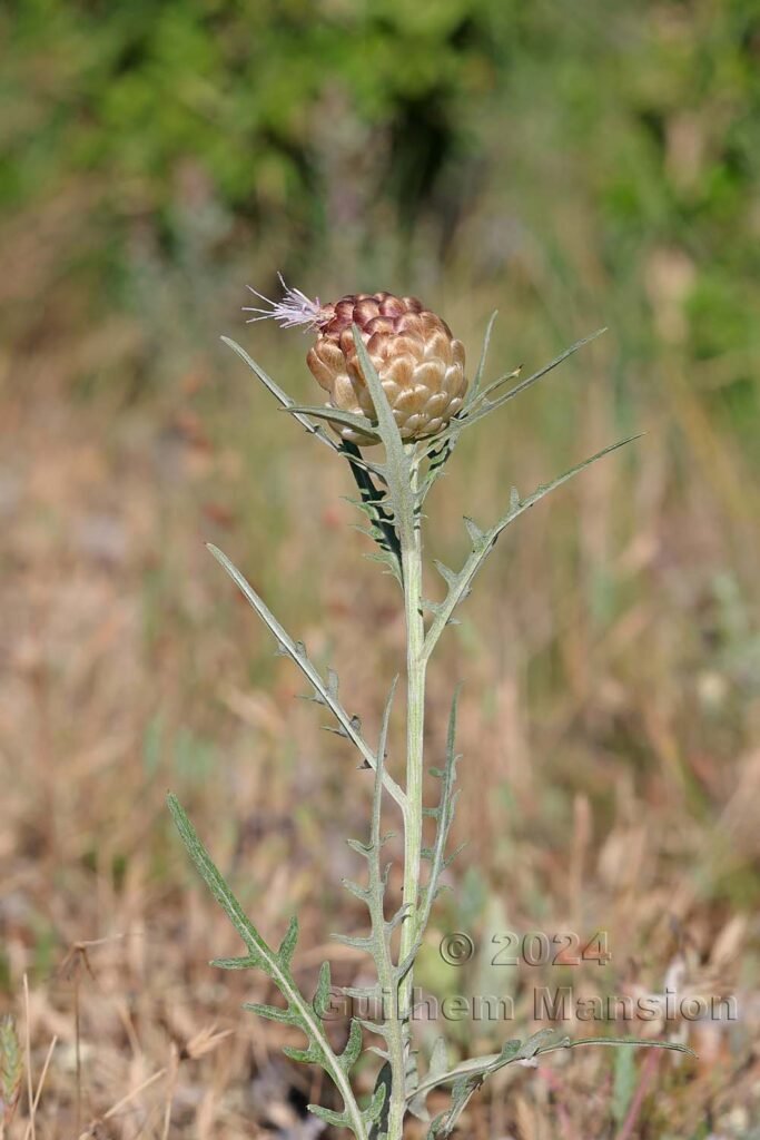 Rhaponticum coniferum vers Poulx (France, Gard)