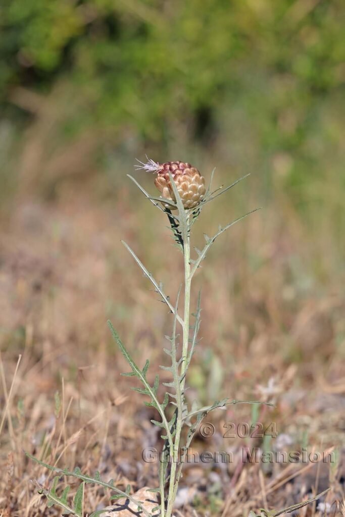 Rhaponticum coniferum vers Poulx (France, Gard)
