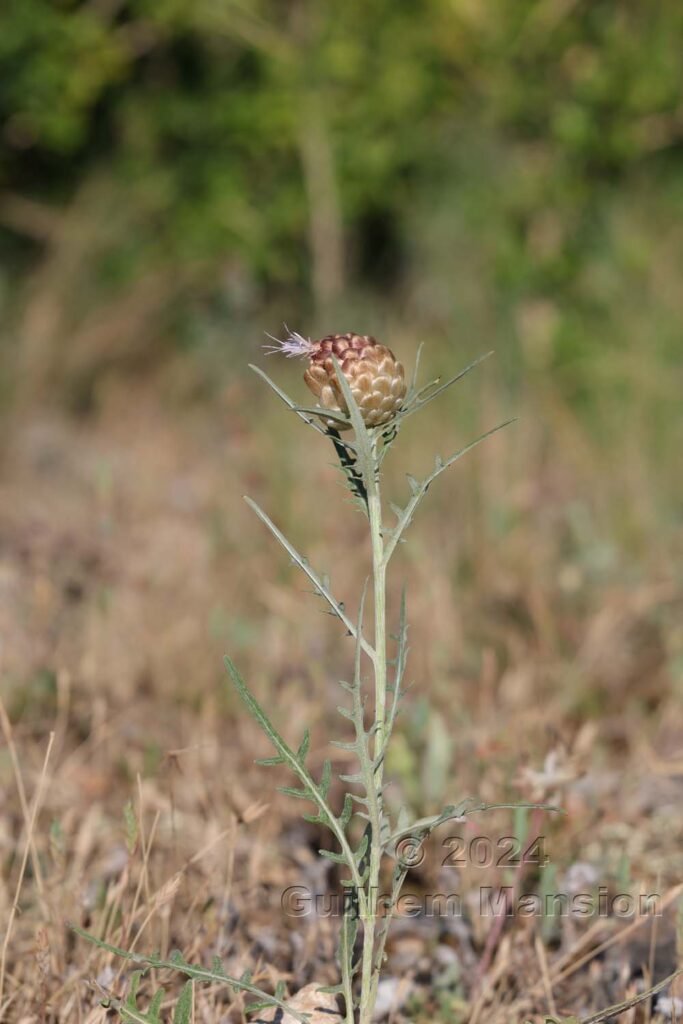 Rhaponticum coniferum vers Poulx (France, Gard)