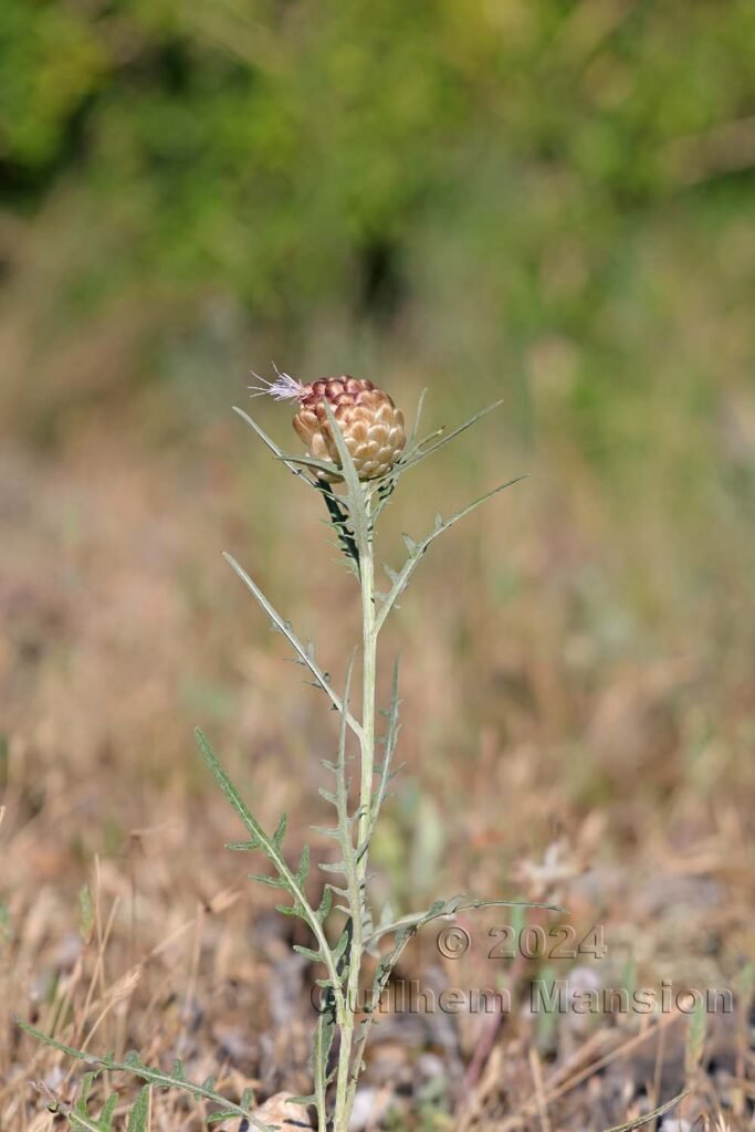 Rhaponticum coniferum vers Poulx (France, Gard)