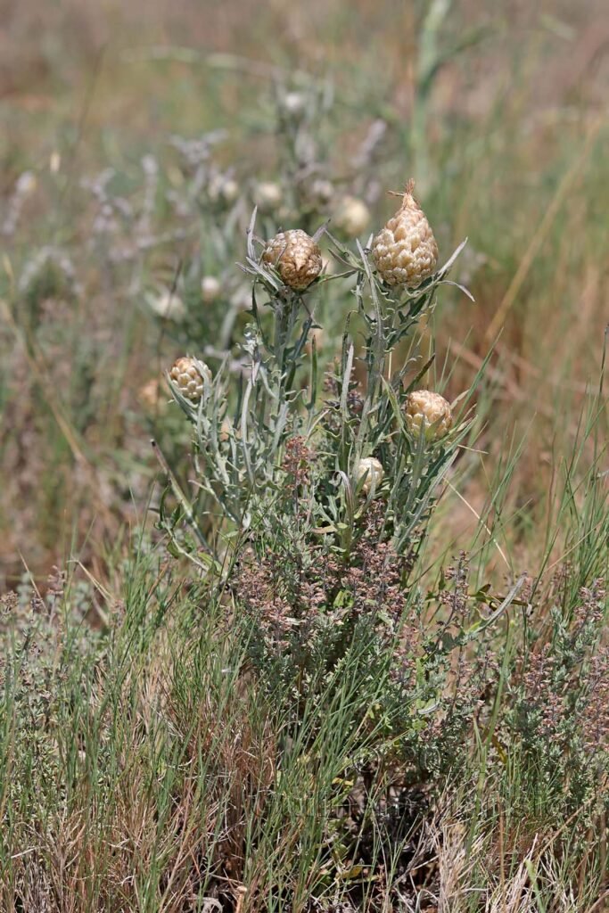 Rhaponticum coniferum vers Poulx (France, Gard)