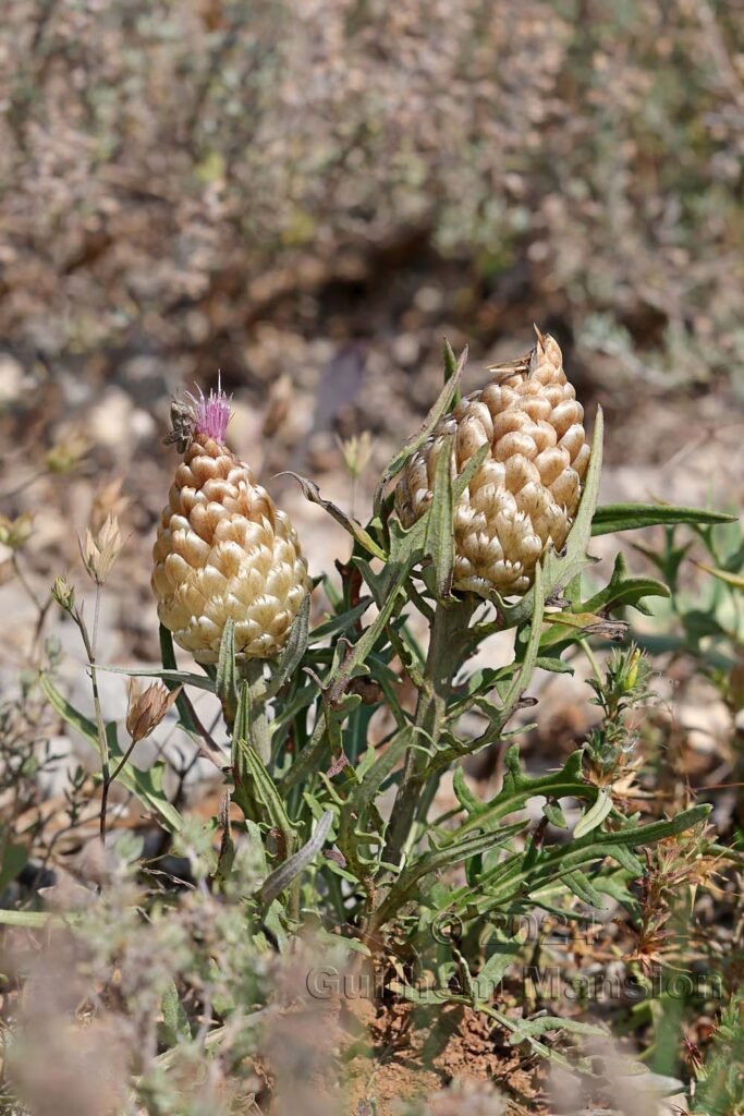 Rhaponticum coniferum vers Poulx (France, Gard)