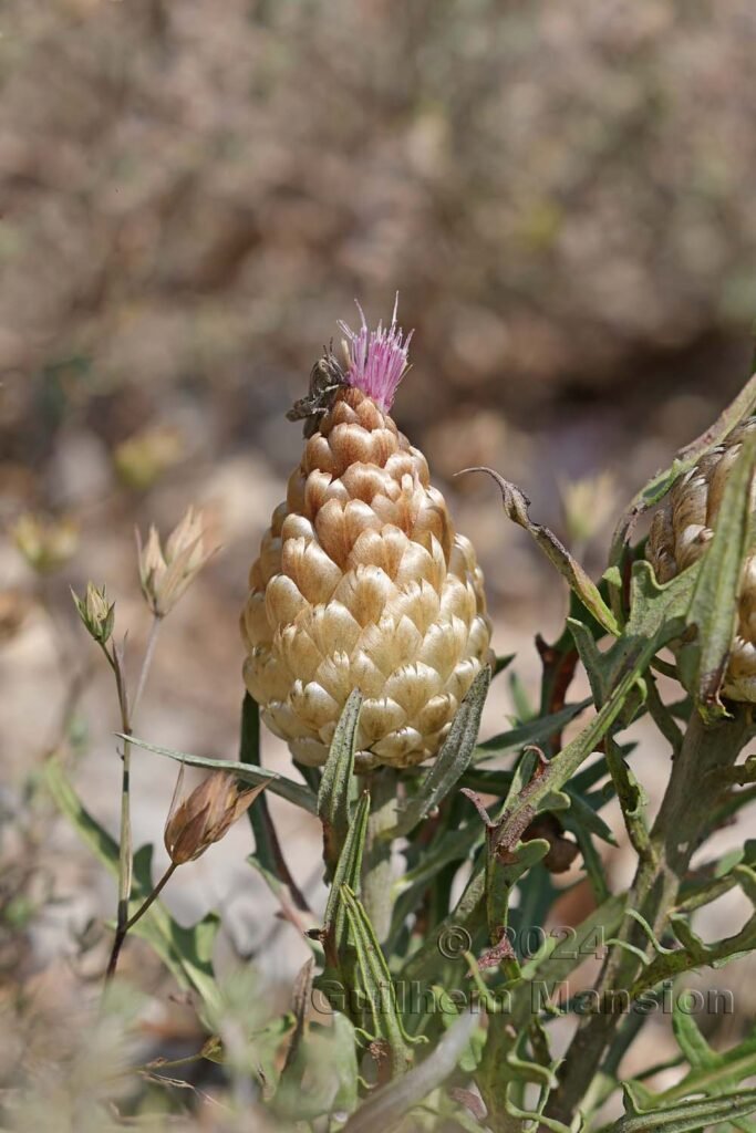 Rhaponticum coniferum vers Poulx (France, Gard)