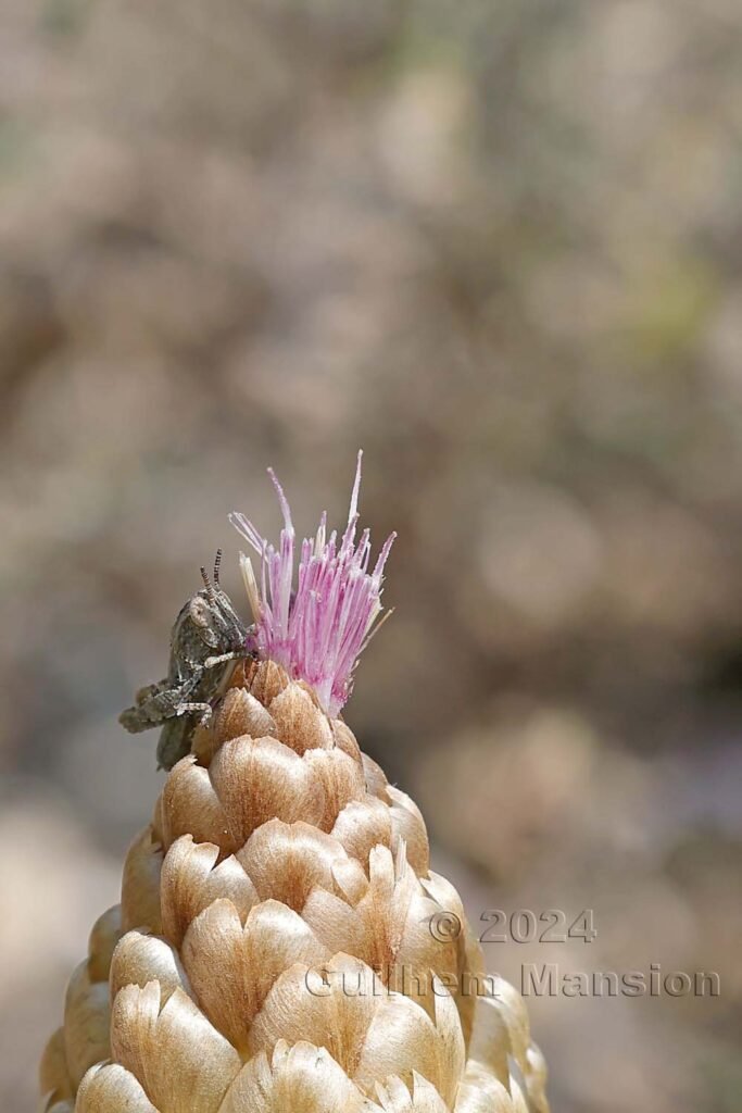 Rhaponticum coniferum vers Poulx (France, Gard)