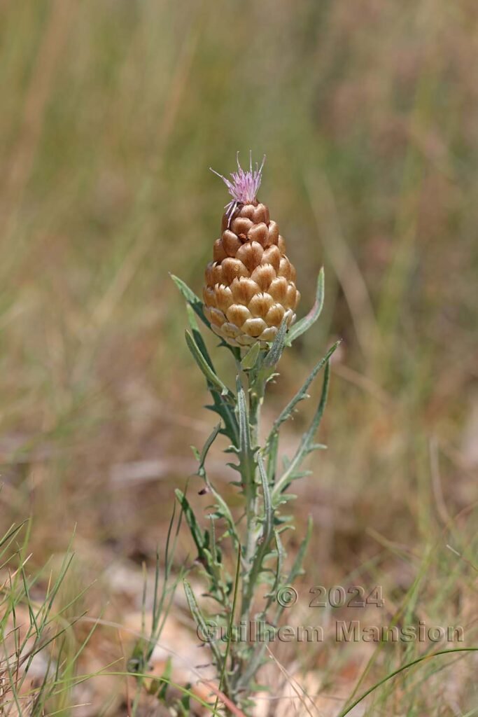 Rhaponticum coniferum vers Poulx (France, Gard)