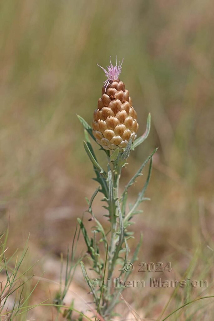 Rhaponticum coniferum vers Poulx (France, Gard)