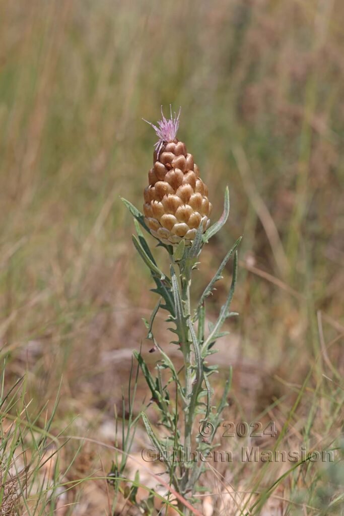Rhaponticum coniferum vers Poulx (France, Gard)