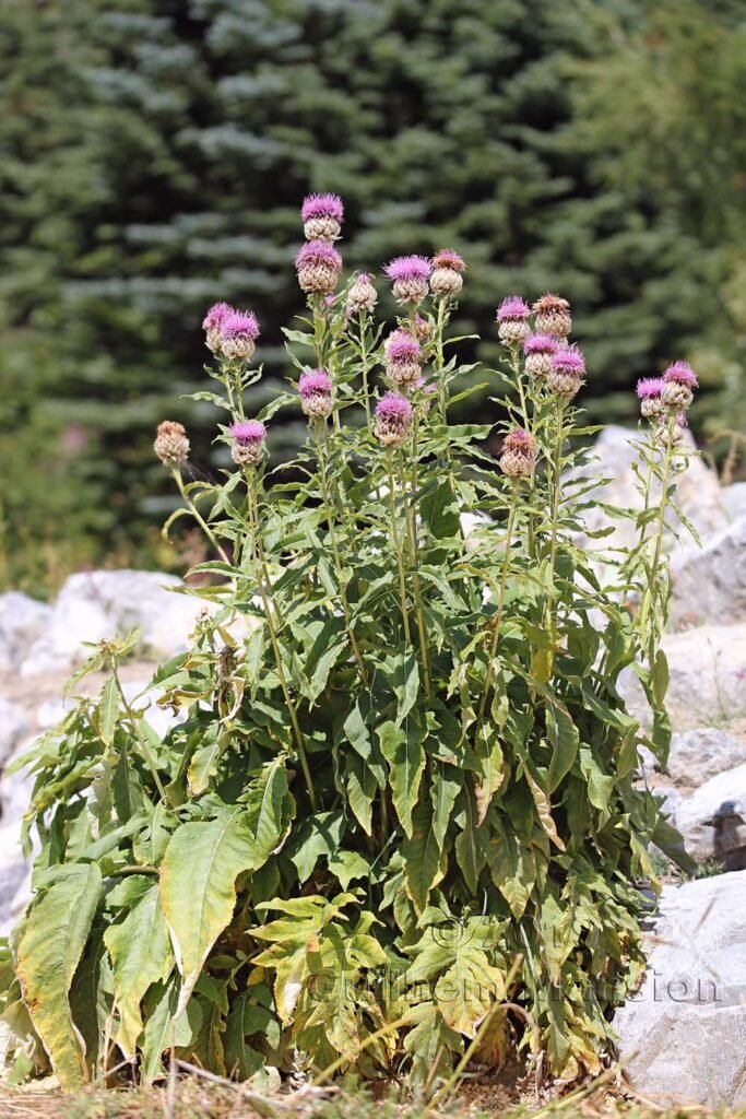 Rhaponticum sp. dans le Jardin Alpin du Lautaret (France, Hautes-Alpes)