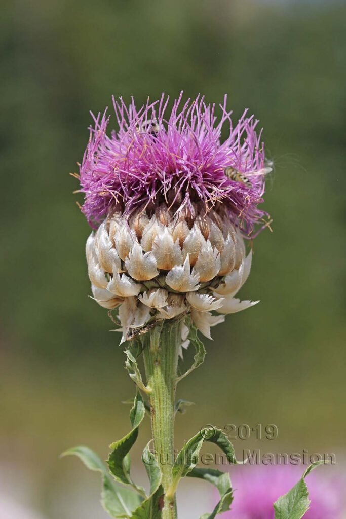 Rhaponticum sp. dans le Jardin Alpin du Lautaret (France, Hautes-Alpes)