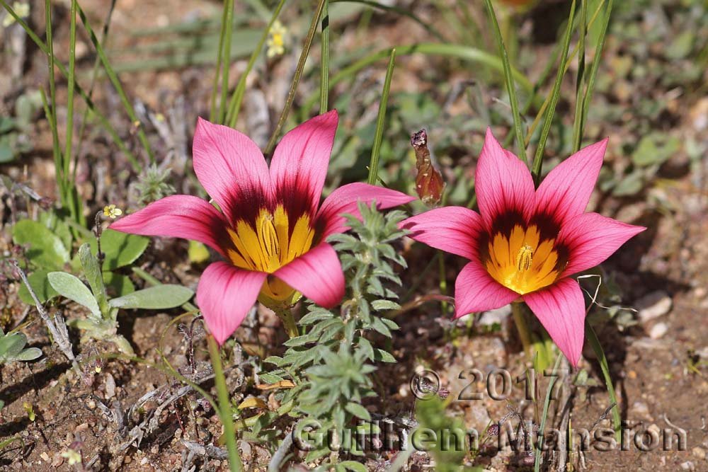 Romulea eximia vers Darling (Afrique du Sud)