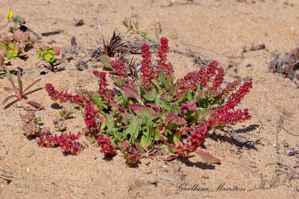 Rumex bucephalophorus vers Sagres (Portugal, Vila do Bispo)