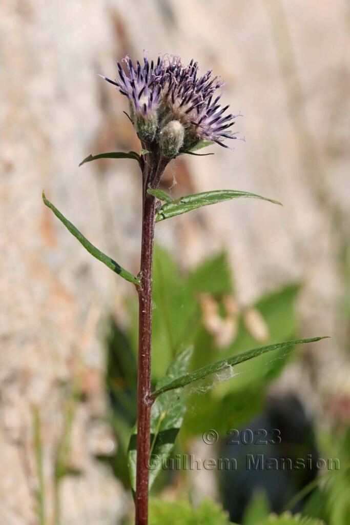 Saussurea alpina vers Moiry (Suisse, Valais)