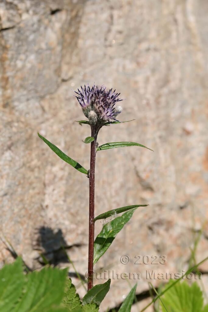 Saussurea alpina vers Moiry (Suisse, Valais)