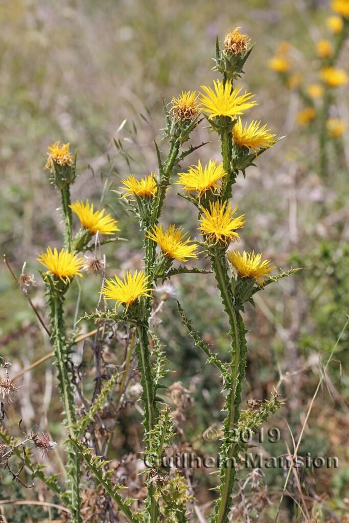 Scolymus grandiflorus dans la réserve de Plemmirio (Italie, Sicile)