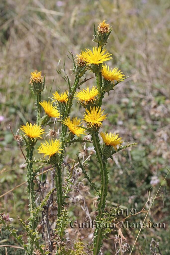 Scolymus grandiflorus dans la réserve de Plemmirio (Italie, Sicile)