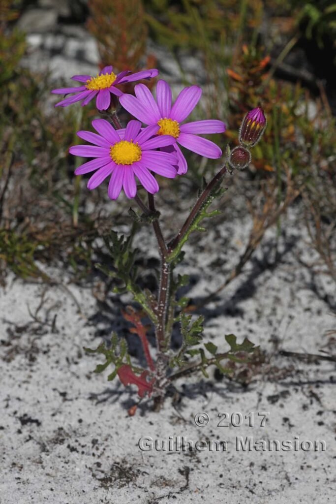 Senecio arenarius à Table Mountain National Park (Afrique du Sud)