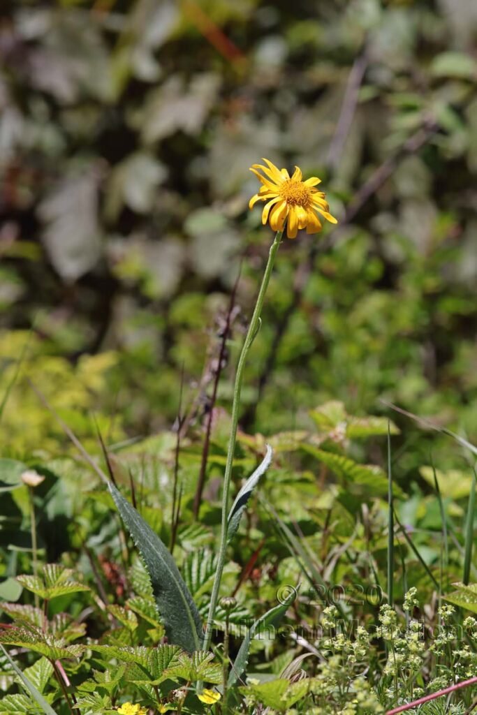 Senecio doronicum vers Kandersteg (Suisse, Berne)