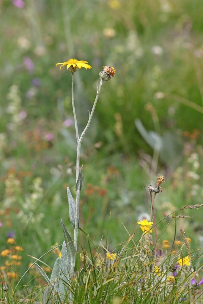 Senecio doronicum vers Zermatt (Suisse, Valais)