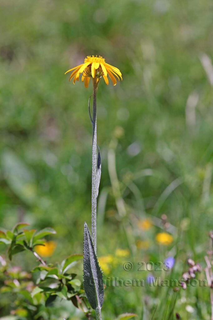 Senecio doronicum à Derborence (Suisse, Valais)
