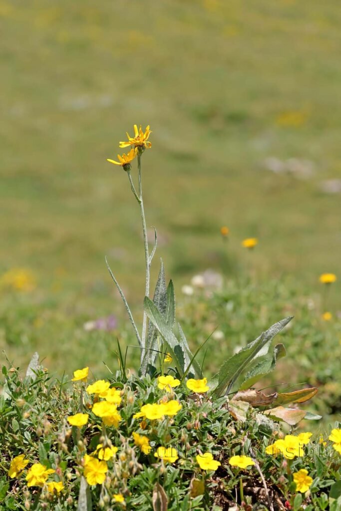 Senecio doronicum vers Moiry (Suisse, Valais)