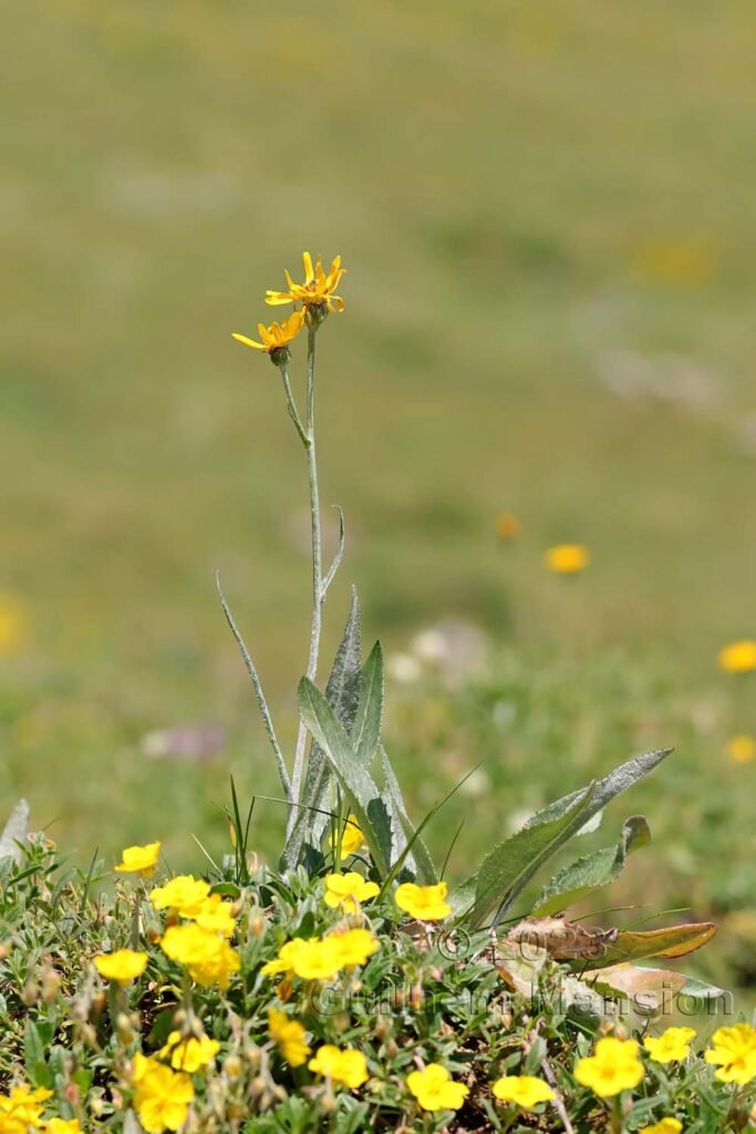 Senecio doronicum vers Moiry (Suisse, Valais)