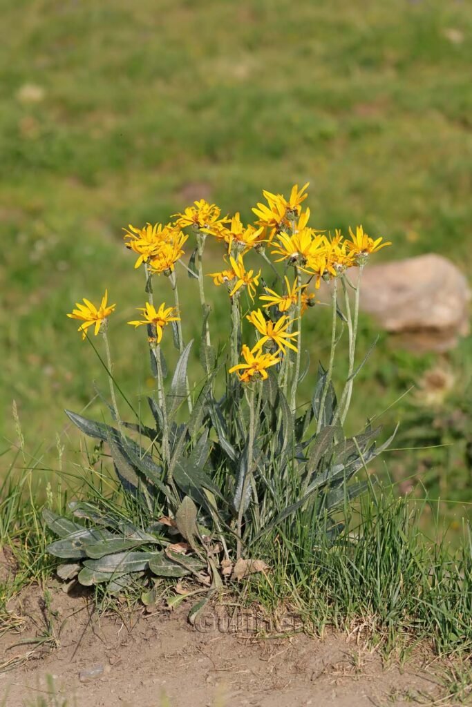 Senecio doronicum vers Moiry (Suisse, Valais)