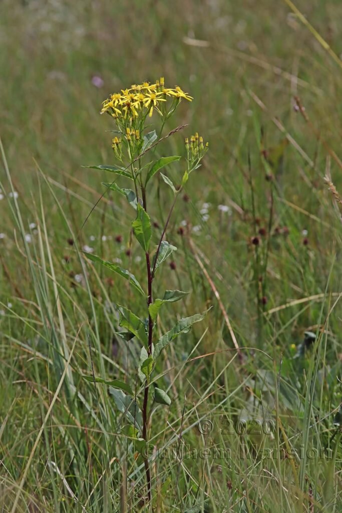 Senecio hercynicus dans la région de l'Entlebuch (Suisse, Lucerne)