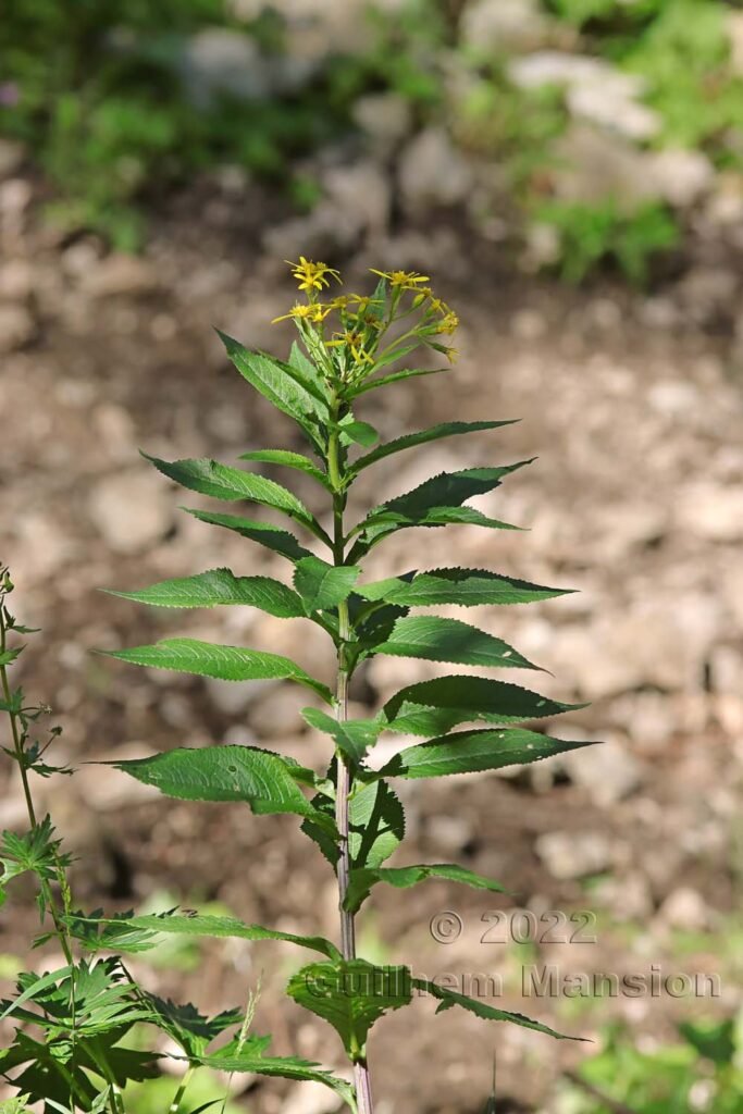 Senecio hercynicus sur le Weissenstein (Suisse, Soleure)