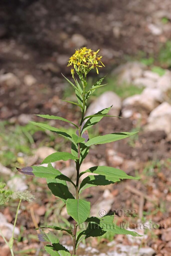 Senecio hercynicus sur le Weissenstein (Suisse, Soleure)