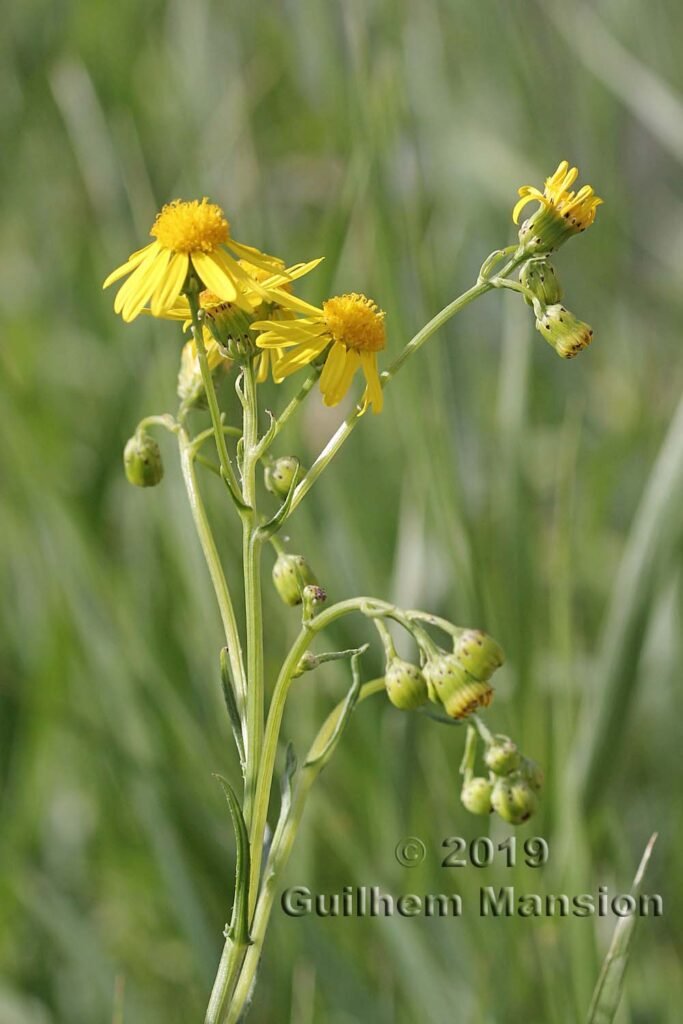 Senecio inaequidens à Zurich-Seebach (Suisse)